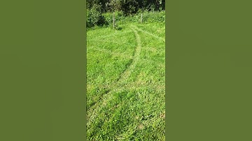 Tall grass after the first run with robot lawnmower