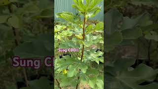 American Fig CDDRi #gardening #indoorplants #aromaticplants #americanfig #fruit #garden American Fig CDDRi #gardening #indoorplants #aromaticplants #americanfig #fruit #garden