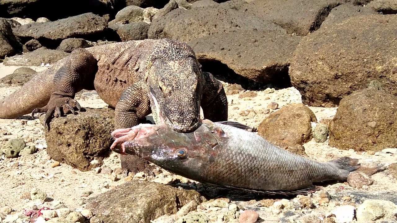 Brutally hunt"🐟Komodo Dragon Eats Big Fish"