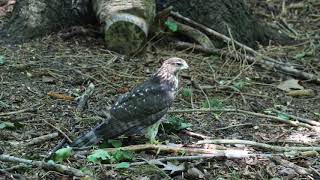 Coopers Hawk Hunting Grey Squirrel