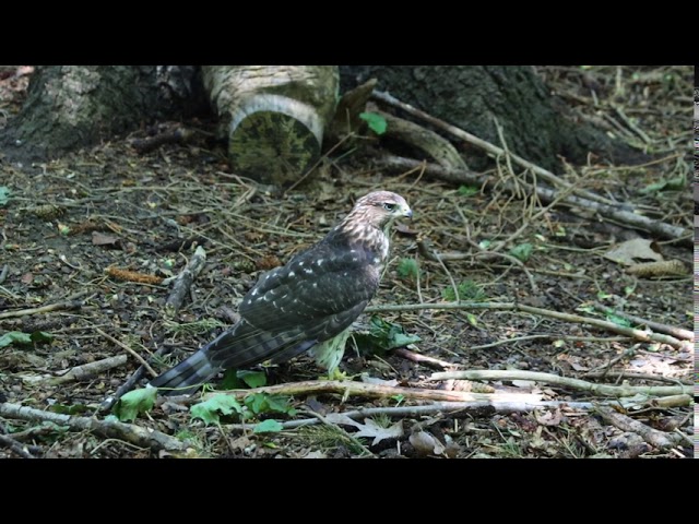 Coopers Hawk  Badgerland Birding