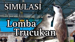 Suasana REAL Simulasi lomba TRUCUKAN untuk melatih MENTAL TRUCUK || Pancingan TRUCUKAN biar GACOR