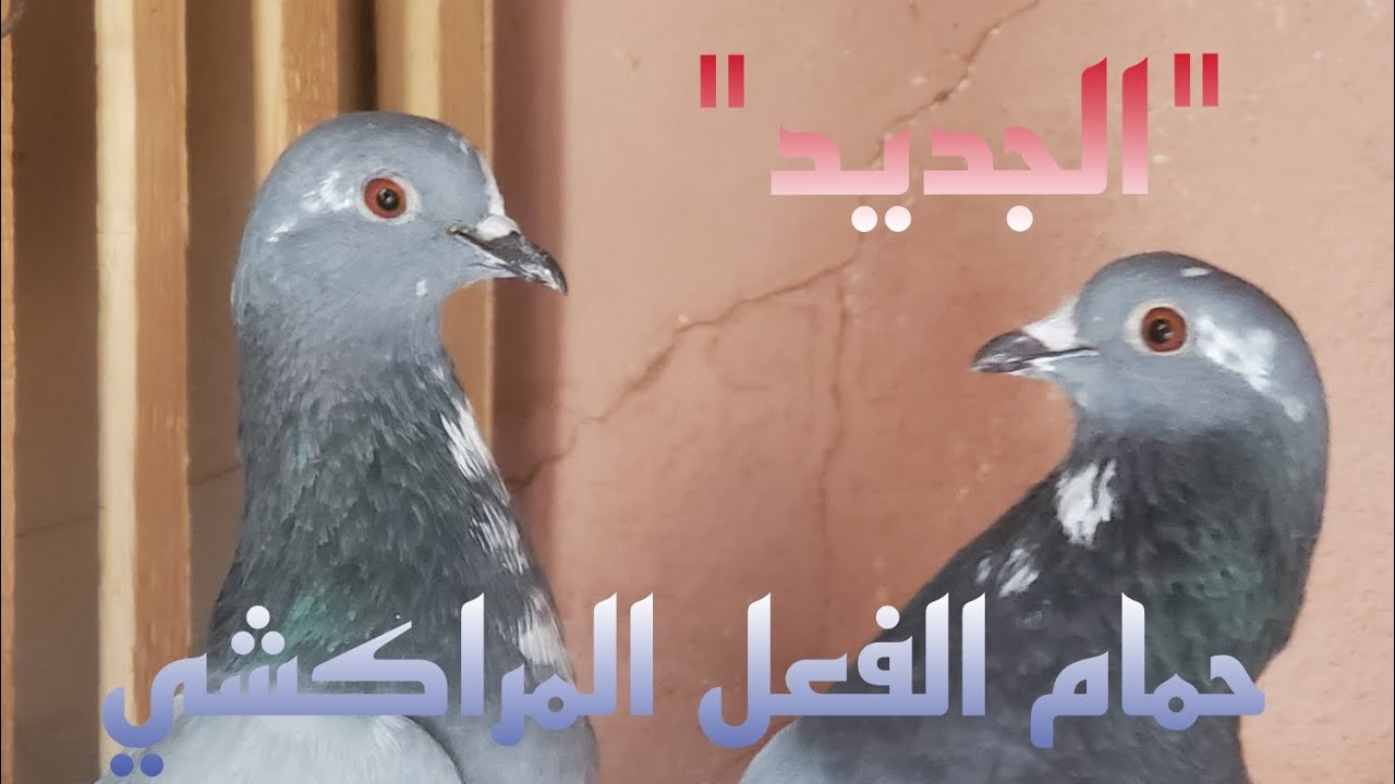 اجي تولع معانا فالجديد ديال حمام الفعل المراكشي 🕊✋🏽