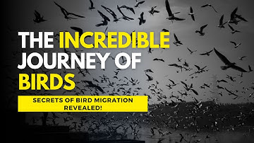 Discover Bird Migration Facts: Why Do Birds Travel Thousands Of Miles?