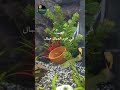 الصمت في حرم الجمال جمال   حكمة اليوم