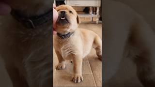 The cutest Labradors!!