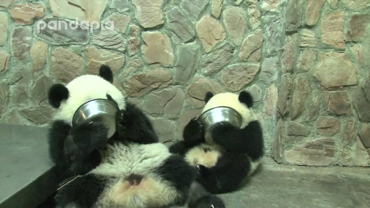 Panda cubs drink milk