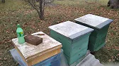 Apis mellifera на пасеке Григория