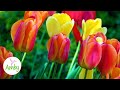 Tulips Flowers And Relaxation Music For Meditation Relax Sleep RELAXING MUSIC HD 1080P Screensaver
