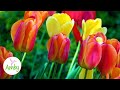 Tulips Flowers - Music For Meditation Relax Sleep, Stunning Relax Video Study Relax Screensaver