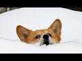 FORGET PROBLEMS &amp; LAUGH - Funniest DOGS vs SNOW videos