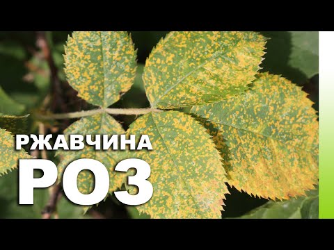 РЖАВЧИНА РОЗ: симптомы, методы борьбы, лечение, схема обработки