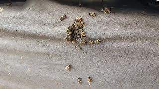 Some of the first Pollen for 2026! 