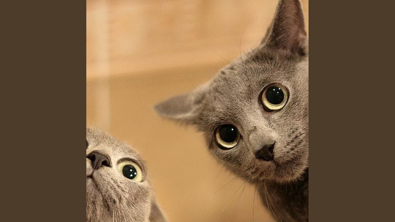 Watch Cat Cats on YouTube Watch Cat Cats on YouTube