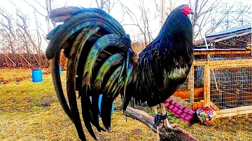 ¿Cómo se llama la raza de gallos negros?