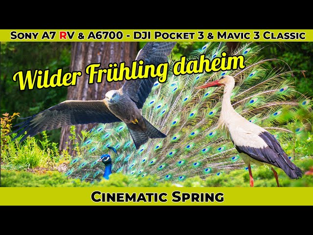 Naturfotografie & Wildlife - Sony A7 RV & A6700 - Cinematischer Frühling in Sachsen-Anhalt Relax