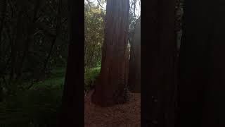 Giant Redwood planted 1856 Co Down