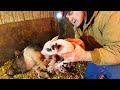 SEE PIGLETS BEING BORN!