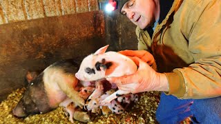 SEE PIGLETS BEING BORN!