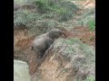 Baby elephant rescued from well | Jungle animals |井戸から救出されたゾウの赤ちゃん  |Wildlife | Animaux #shorts