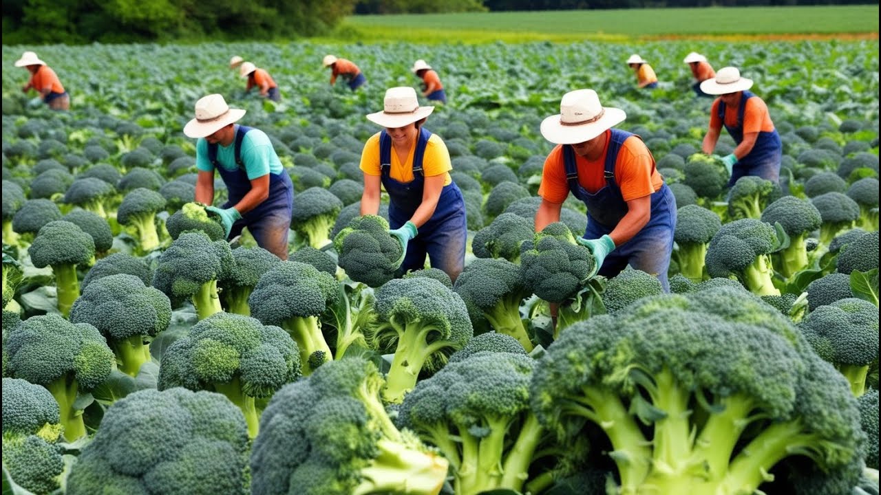 How American Farmers Efficiently Harvest Broccoli For The World | Farming Documentary