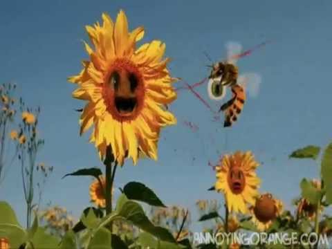 Video: Annoying Sunflower Moth