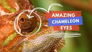 Exploring the Fascinating World of Chameleon Eyes! #360