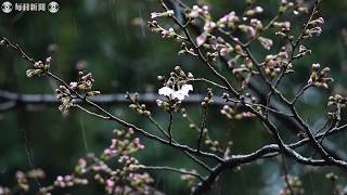 東京で桜が開花　観測史上最速　みぞれ降る中