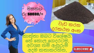 swayan rakiya at home 2023 . ( ගෙදර ඉදන් තේ කොළ  බිස්නස් එකක් කරමු.)