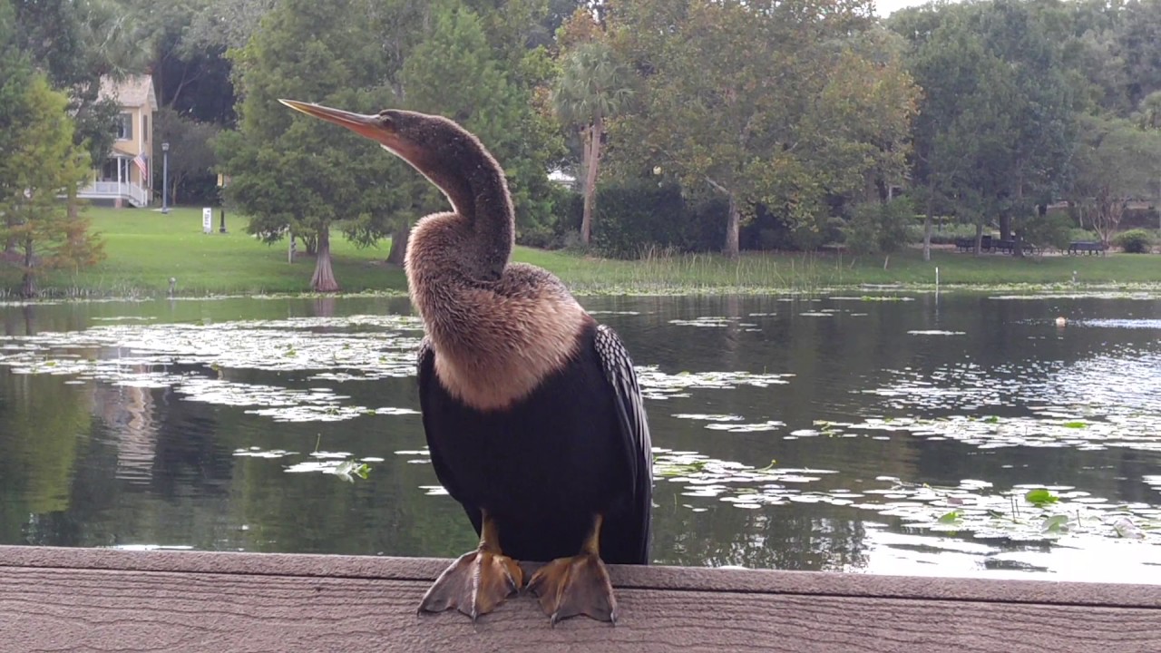 Anhinga Call - YouTube