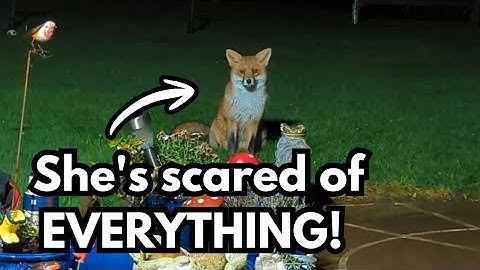 Will This Shy Little Fox Finally Trust Me?