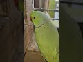 parrot 🦜 morning 🌻🌄 masti #mithukibatain #talkingparot #shortsfeed #viralreels #trending