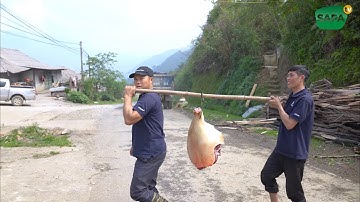 SAPA TV | KHÂU CHUẨN BỊ ĐÁM CƯỚI DÂN TỘC DAO ĐỎ 1 TRÂU 7 LỢN 150kg GÀ