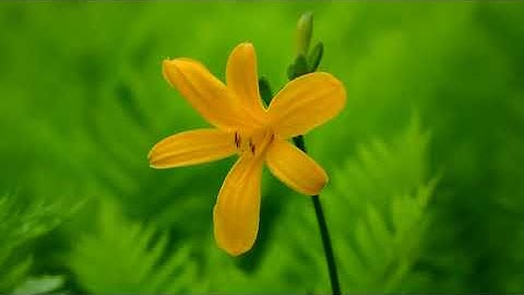 سورة يوسف بصوت القارئ عبد الله الكندري