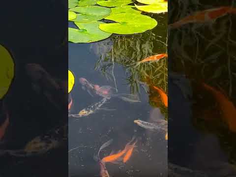 shubunkin goldfish poissons