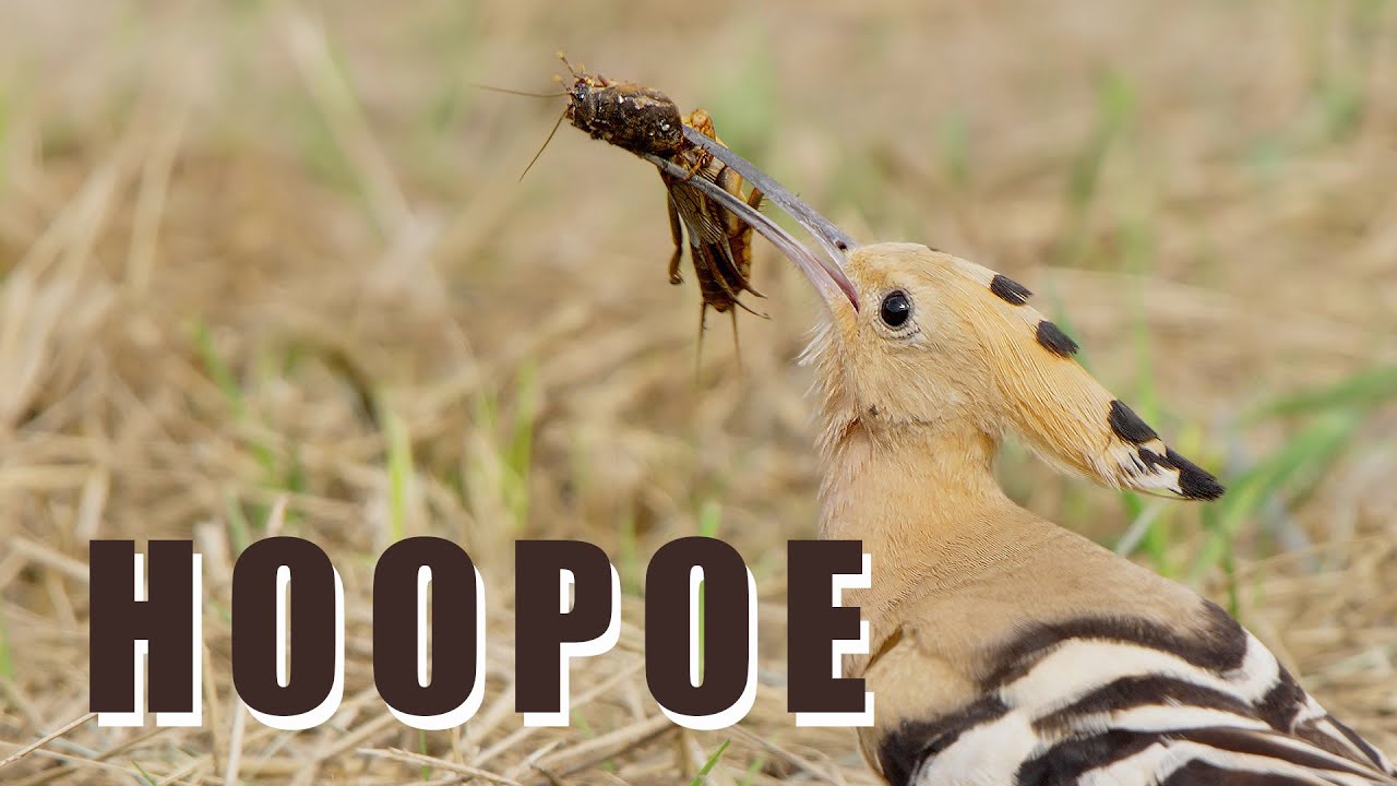 Hoopoe Sound HOOPOE birds hunt MOLE CRICKET, bird sounds in spring - YouTube
