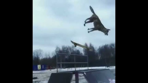 волки на турниках