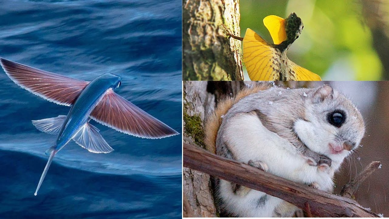 Top 10 Best Flying Animals In The World | Flying Animals | wild wired animals