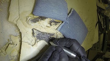 Tapiromorph Preparation 2