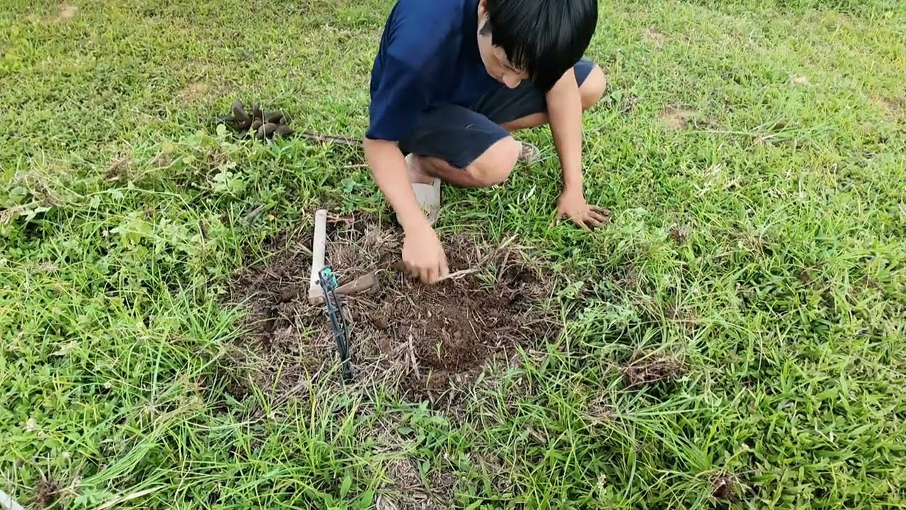 ปลูกฝรั่งใบแดงผลแดง #จำหน่ายต้นพันธุ์ฝรั่ง #ฝรั่งผลแดง #ฝรั่งไส้แดง #พี่ต้อมเกษตรปลอดสารพิษ l