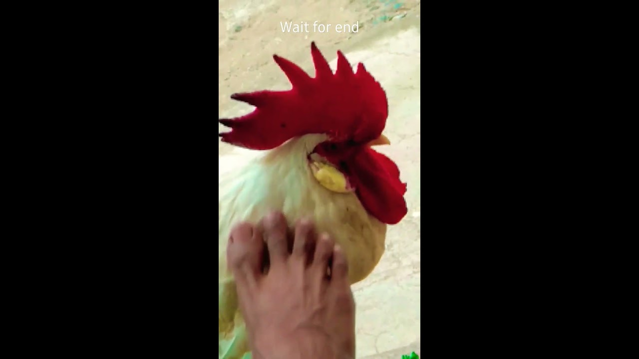  Angry Hen
