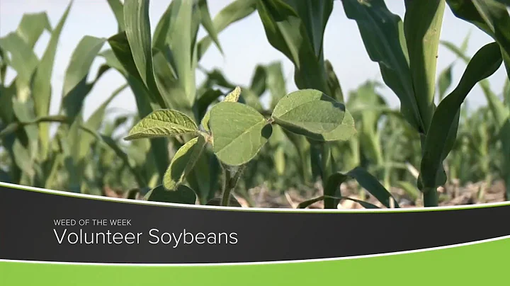 Weed of the Week #1181 Volunteer Soybeans (Air Date 11-22-20)