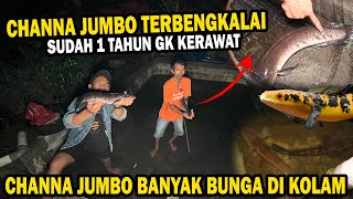 SEDIH!! EVAKUASI CHANNA JUMBO BANYAK BUNGA DIKOLAM TERBENGKALAI