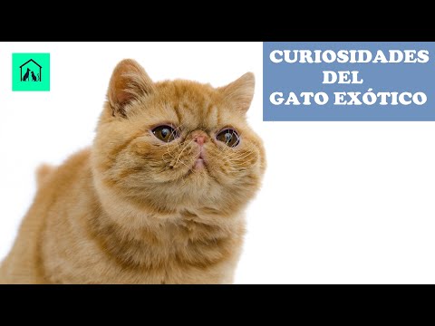 Video: Gato Exótico: Descripción De La Raza, Naturaleza Y Hábitos De Un Gato Exótico, Reseñas De Los Propietarios, Fotos