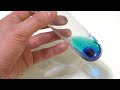 Non-Newtonian fluid Experiment Kit