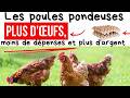 Les poules pondeuses plus d'œufs, moins de dépenses et plus d'argent