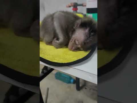 super abuse baby monkey video is here