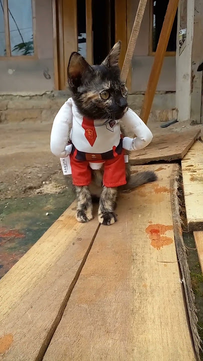 nasib 😥🐱 #cat #catlovers #cute