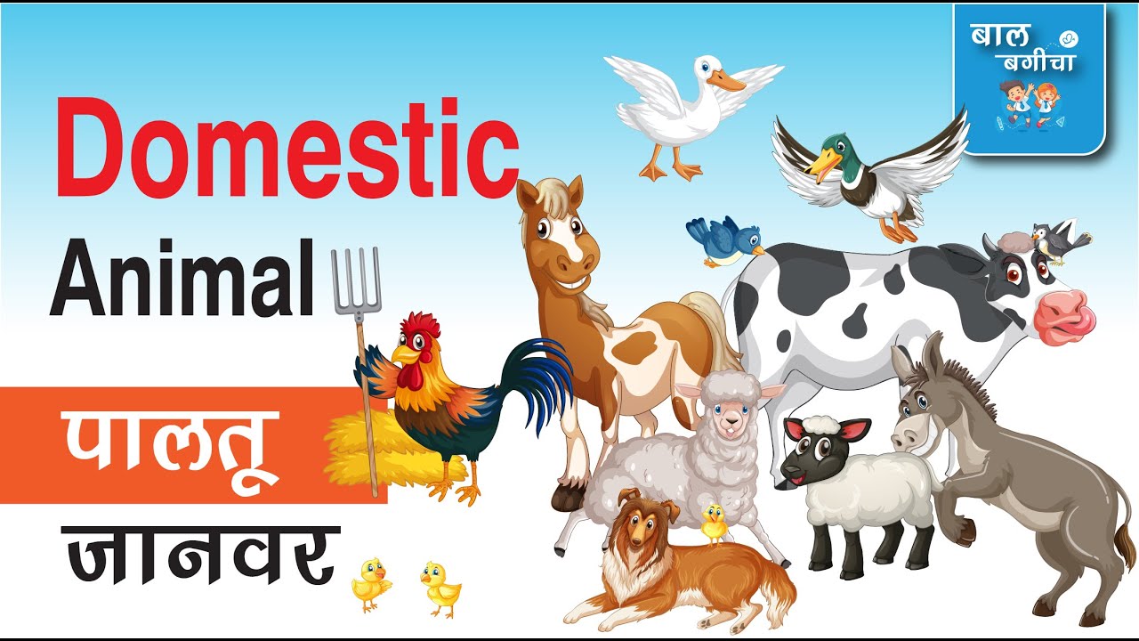 domestic-animal-name-domestic-animal-name-in-english-and-hindi