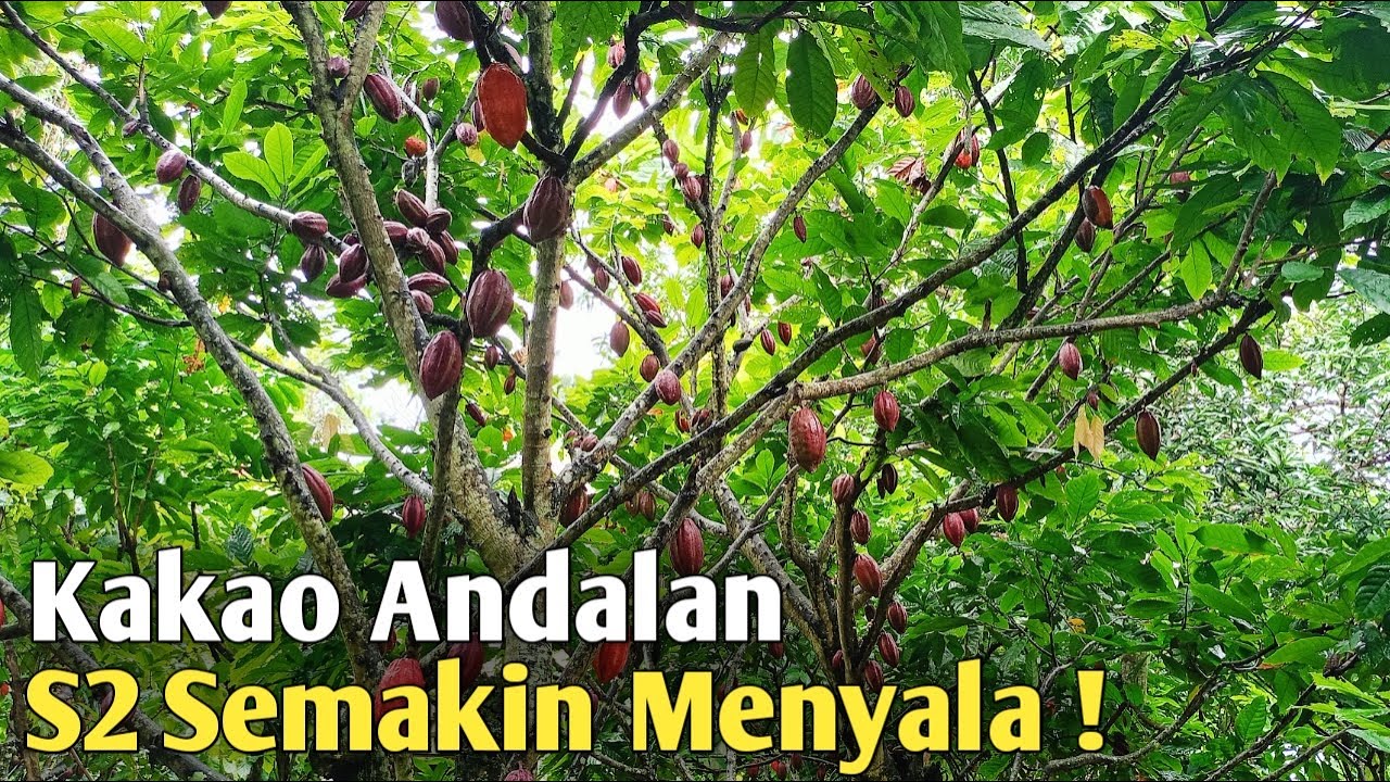Melihat kondisi kebun kakao s2 ! Batang bawah usia 30 tahun !